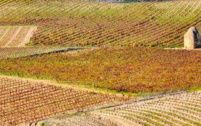 Recomiendan la visita a Bodegas Corral en una publicación sueca