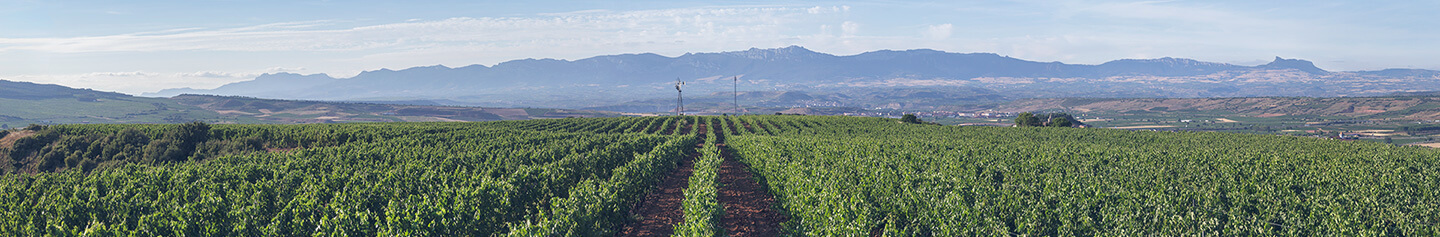 Bodegas Corral · Don Jacobo | Vinos de Rioja y Enoexperiencias | Inicio