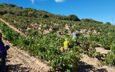 Plan Estratégico por la sostenibilidad y la ecología de Bodegas Corral