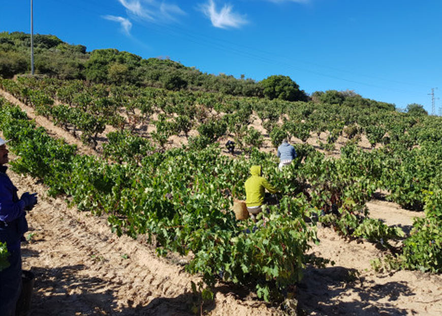 Plan Estratégico por la sostenibilidad y la ecología de Bodegas Corral