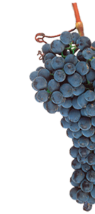 graciano