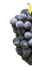 Bodegas Corral · Don Jacobo | Vinos de Rioja y Enoexperiencias|Vineyards