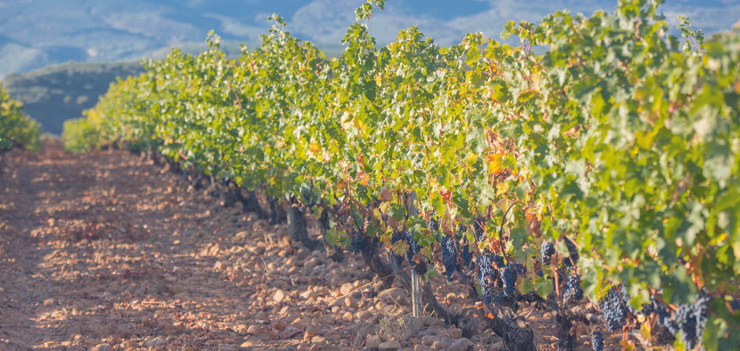 Bodegas Corral · Don Jacobo | Vinos de Rioja y Enoexperiencias | Viñedos