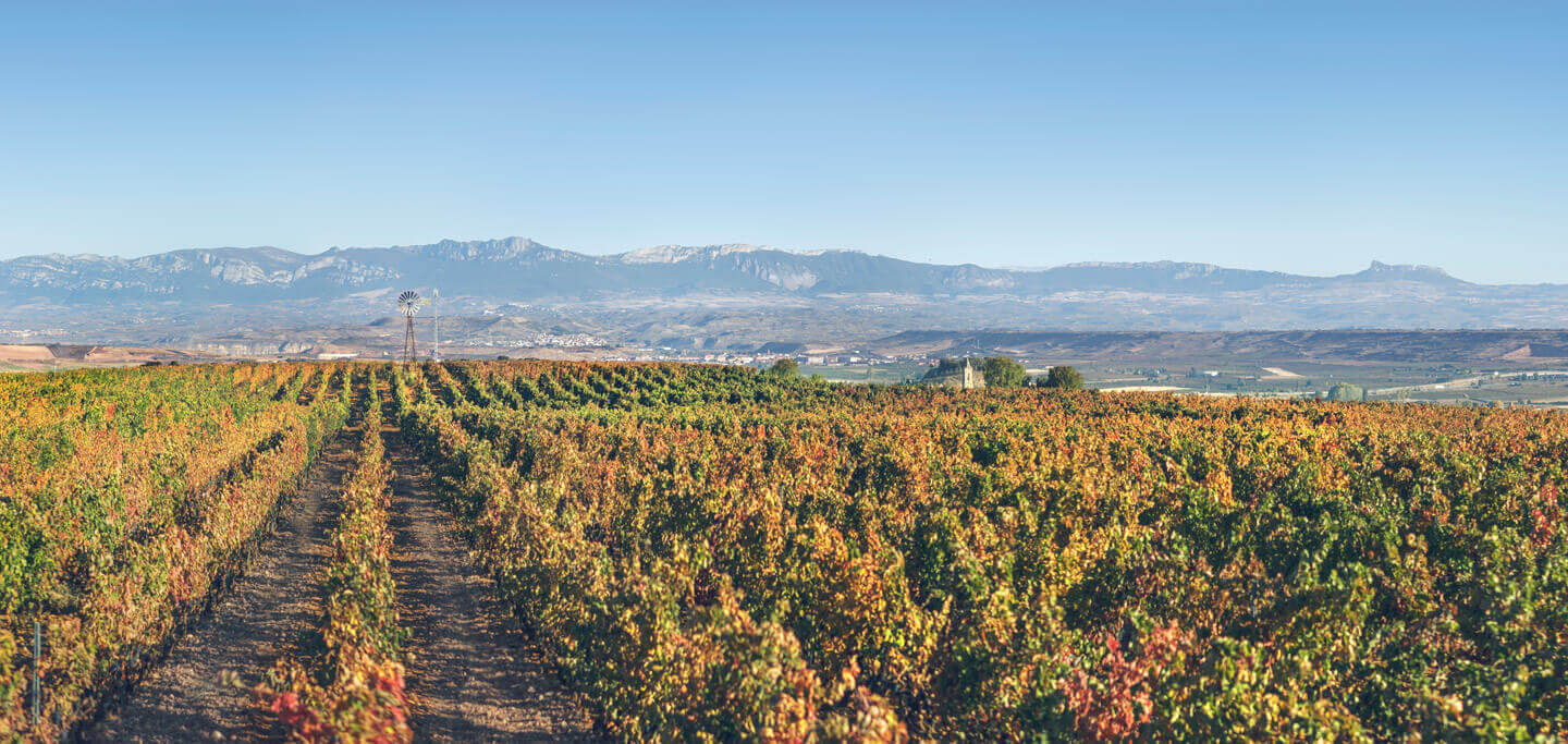Bodegas Corral · Don Jacobo | Vinos de Rioja y Enoexperiencias|葡萄園