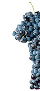 tempranillo
