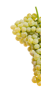 tempranillo_blanco
