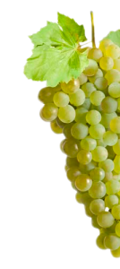 Bodegas Corral · Don Jacobo | Vinos de Rioja y Enoexperiencias | Vineyards