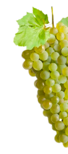 viura
