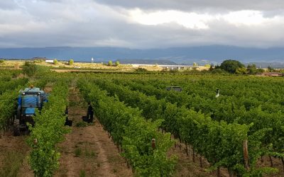 ¡Comienza la vendimia en Bodegas Corral!