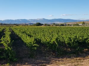 Bodegas Corral · Don Jacobo | Vinos de Rioja y Enoexperiencias | ¡Comienza la vendimia en Bodegas Corral!