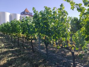 Bodegas Corral · Don Jacobo | Vinos de Rioja y Enoexperiencias | ¡Comienza la vendimia en Bodegas Corral!