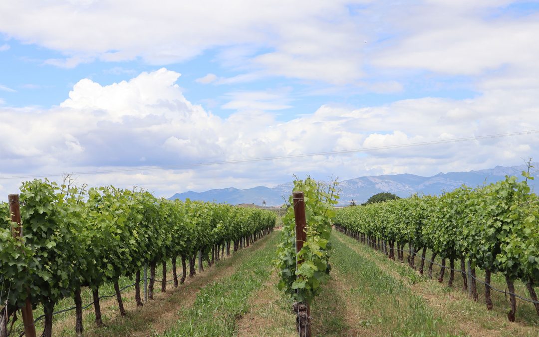 Bodegas Corral · Don Jacobo | Vinos de Rioja y Enoexperiencias | Proyecto 