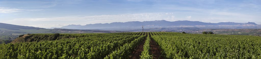 Bodegas Corral · Don Jacobo | Vinos de Rioja y Enoexperiencias | Proyecto 
