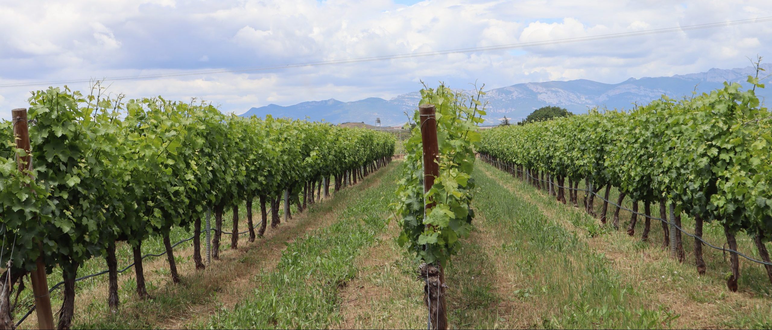 Bodegas Corral · Don Jacobo | Vinos de Rioja y Enoexperiencias | Los Corrales de Moncalvillo Maturana Blanca 2019