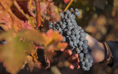 La Tempranillo: emblema de La Rioja y protagonista en Altos de Corral