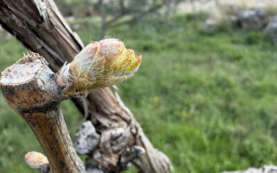 Primavera en el viñedo: cómo el despertar de la vid transforma el carácter de los vinos y por qué debes vivirlo en primera persona