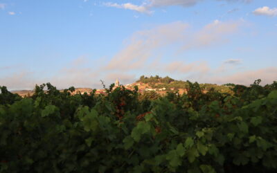The Vine’s Annual Cycle: A Year of Work Leading Up to Harvest